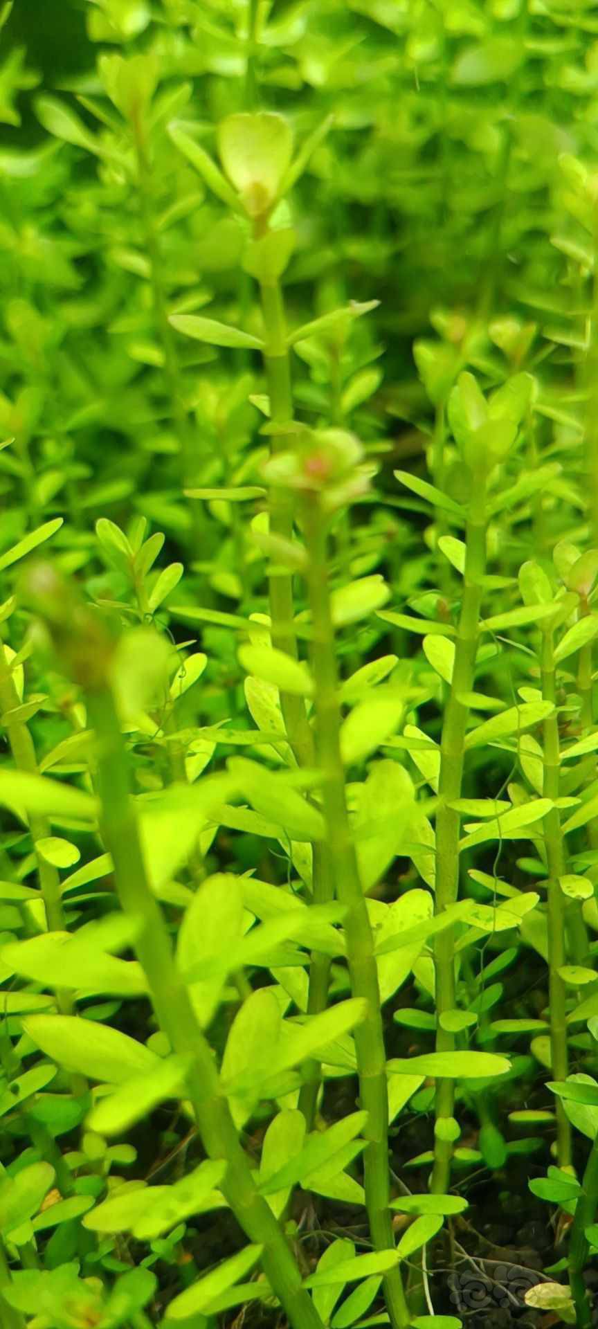 最新福利草草，自然美景之旅，探尋內(nèi)心平和與喜悅的旅程