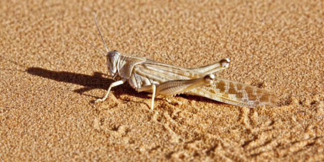 蝗災(zāi)最新動態(tài)，科技先鋒引領(lǐng)抗災(zāi)新時代