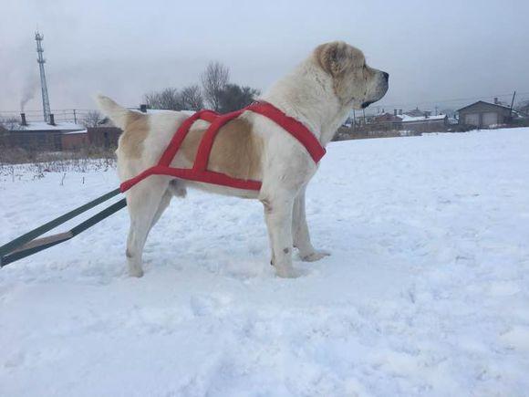 中亞犬，小巷深處的神秘秘境探索