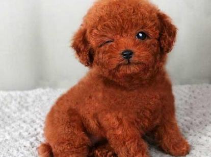 最新小鹿犬，趣事不斷，傳遞溫馨友誼與愛(ài)的小使者