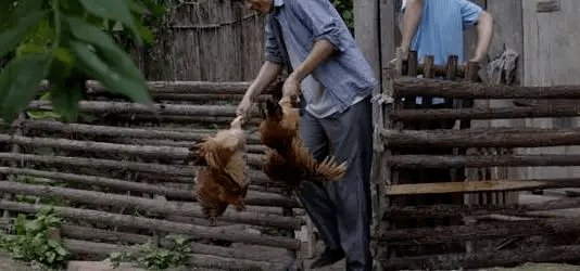 最新版偷雞，從變化中學(xué)習(xí)，擁抱自信，成就非凡之路