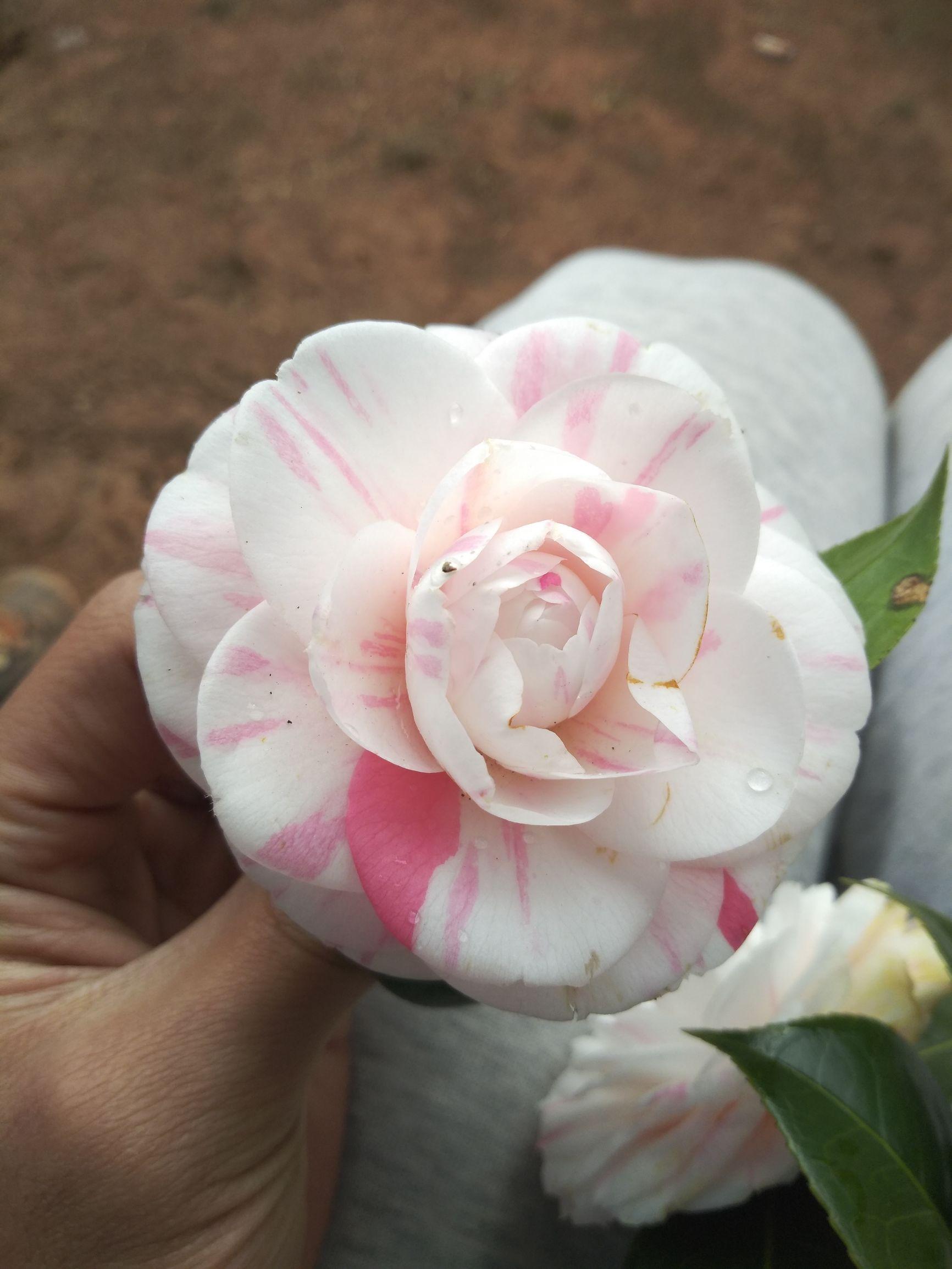 愛5最新劇情，心靈與自然的奇妙之旅