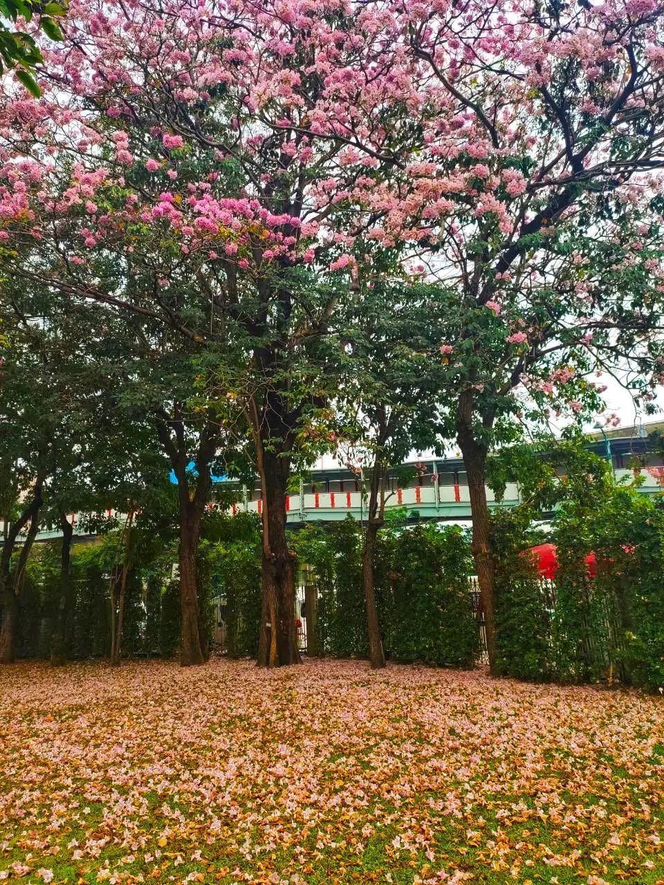 全球最新疫情動態(tài)，變化中的學習之路與自信成就的力量