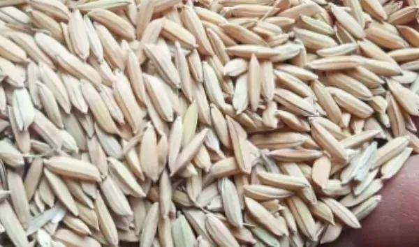 夏鳴星谷子最新科技，點亮生活，科技璀璨引領(lǐng)未來