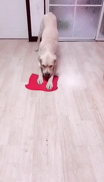 最新狗小視頻，溫馨日常故事